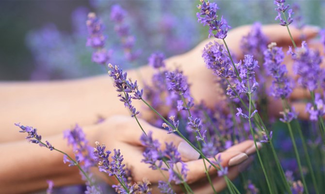 Dal fiore al flacone: il viaggio dell'olio di lavanda